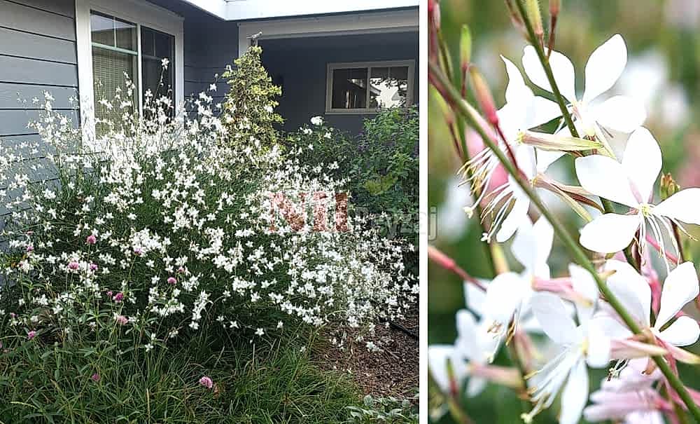 Gaura lindheimeri ‘White’/Gaura-Beyaz