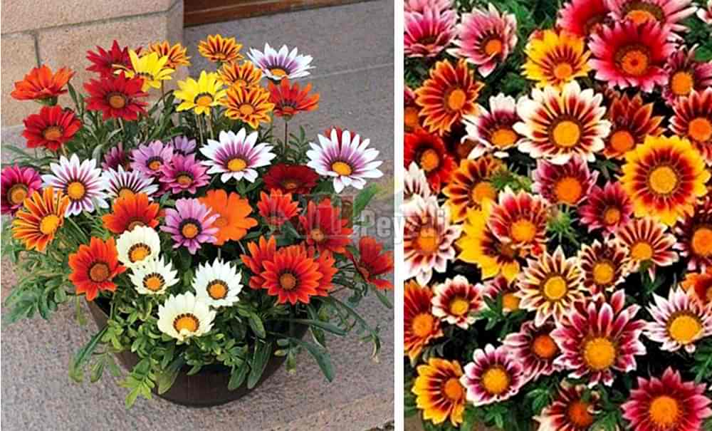 Gazania/Koyungözü Çiçeği