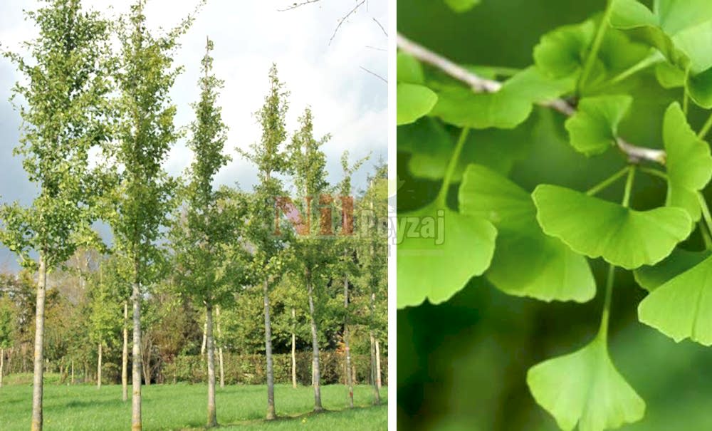 Ginkgo biloba/Mabet Ağacı