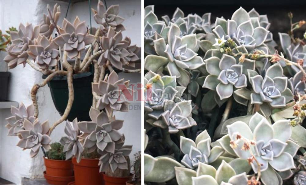 Graptopetalum paraguayense