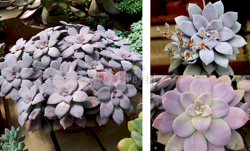 Graptopetalum pentandrum