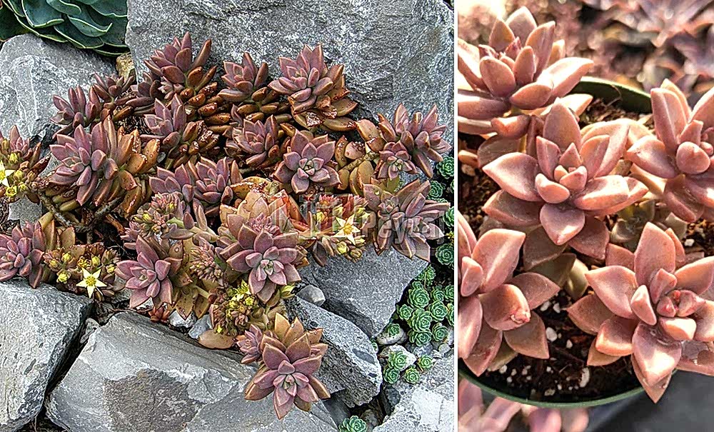 Graptosedum ‘Cooper Rose’