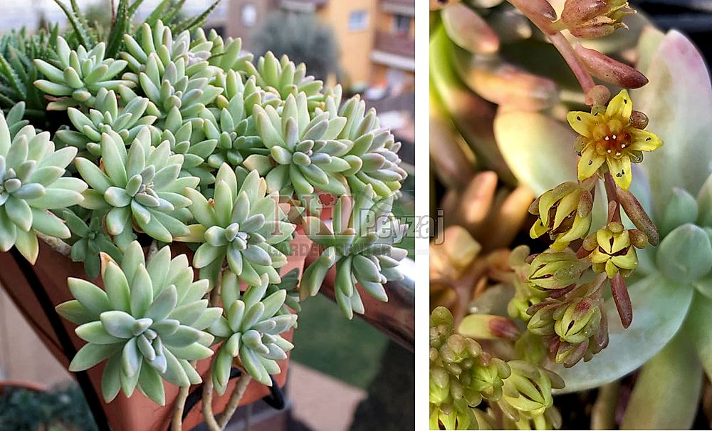 Graptosedum ‘Darley Sunshine’