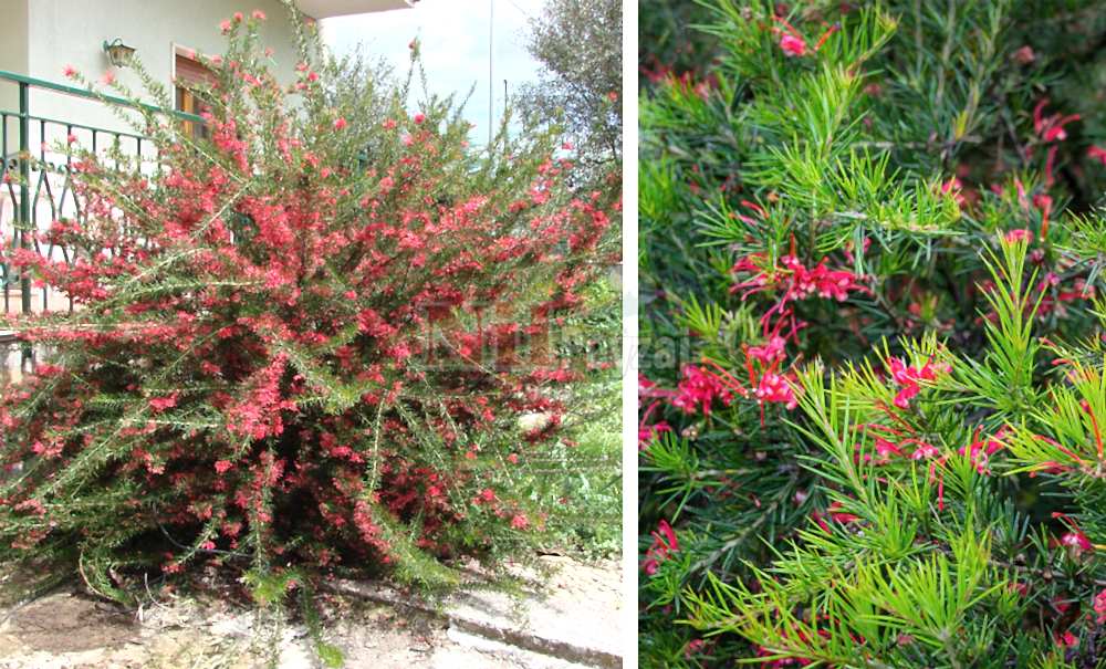 Grevillea juniperina/Grevilya