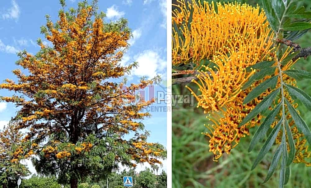 Grevillea robusta/İpek Ağacı