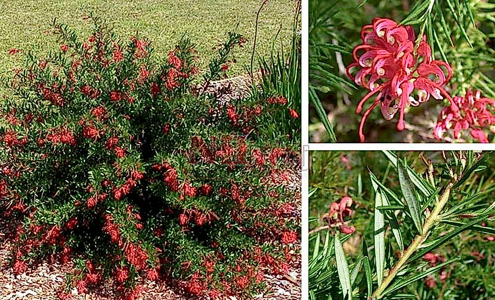 Grevillea rosmarinifolia/Grevilya