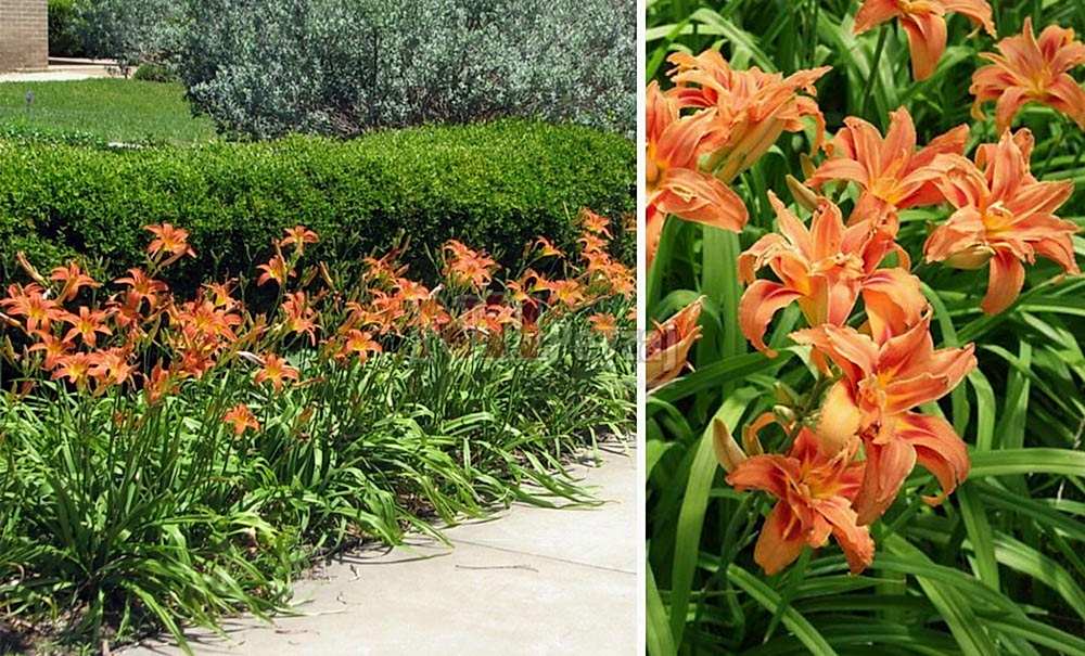 Hemerocallis fulva/Güngüzeli