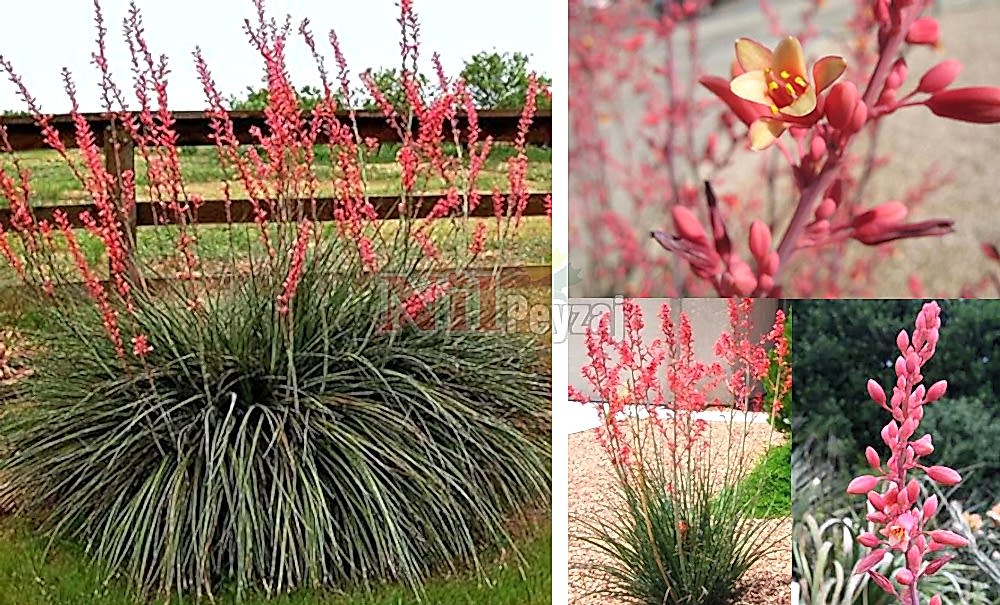 Hesperaloe parviflora