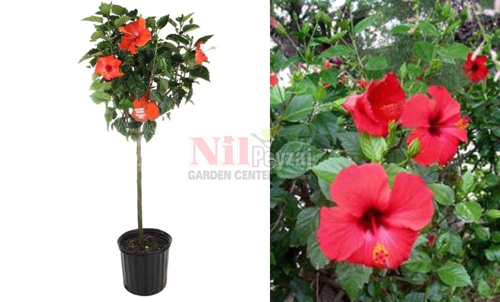 Hibiscus rosa-sinensis/Japon (Çin) Gülü (Tige)