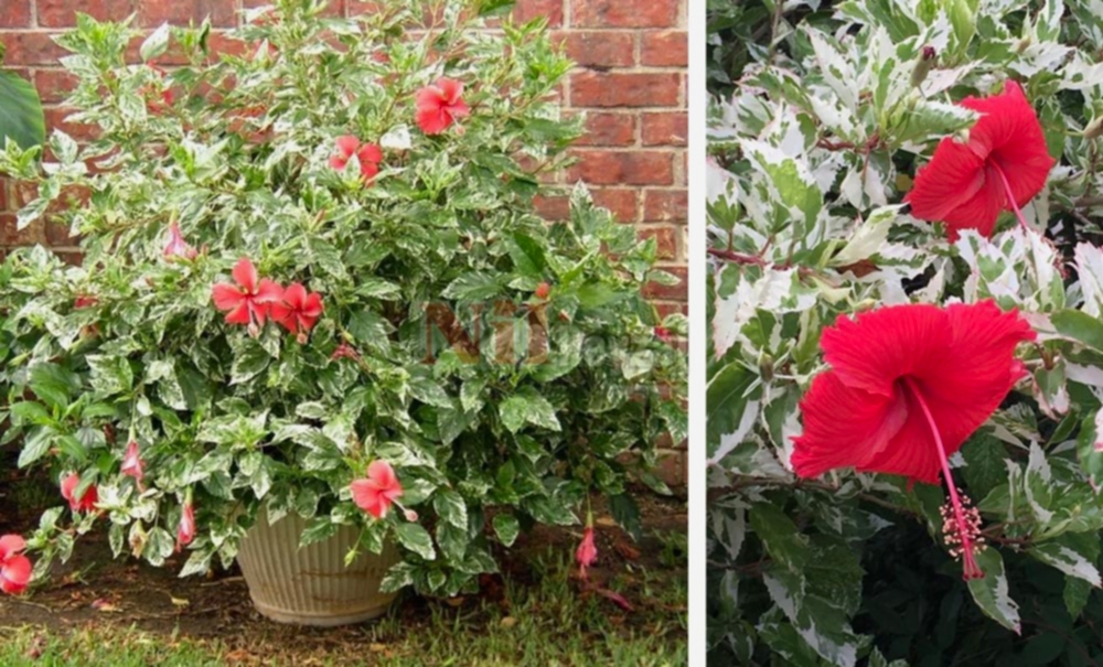 Hibiscus rosa-sinensis variegata/Alacalı Japon (Çin) Gülü