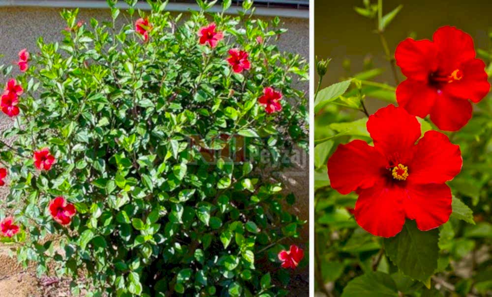 Hibiscus rosa-sinensis/Japon (Çin) Gülü