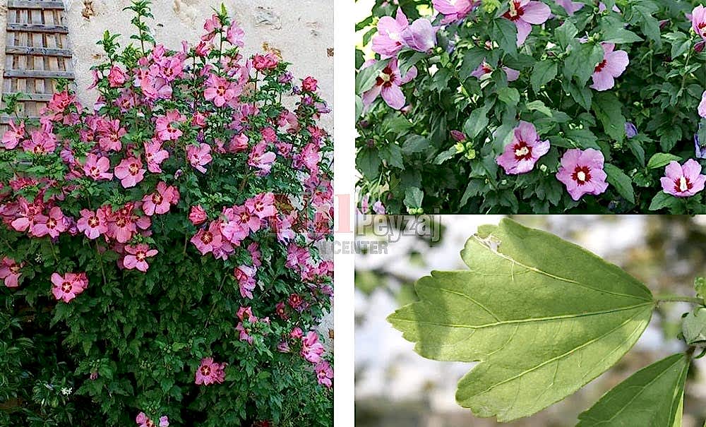 Hibiscus syriacus/Ağaçhatmi