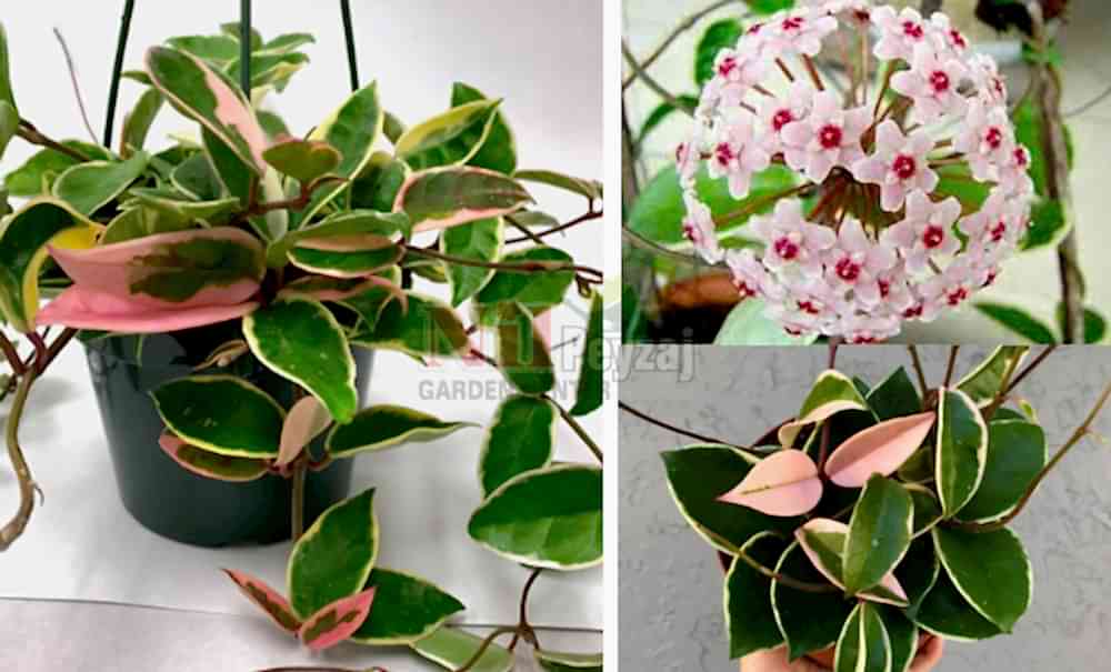 Hoya carnosa-variegata/Mum Çiçeği