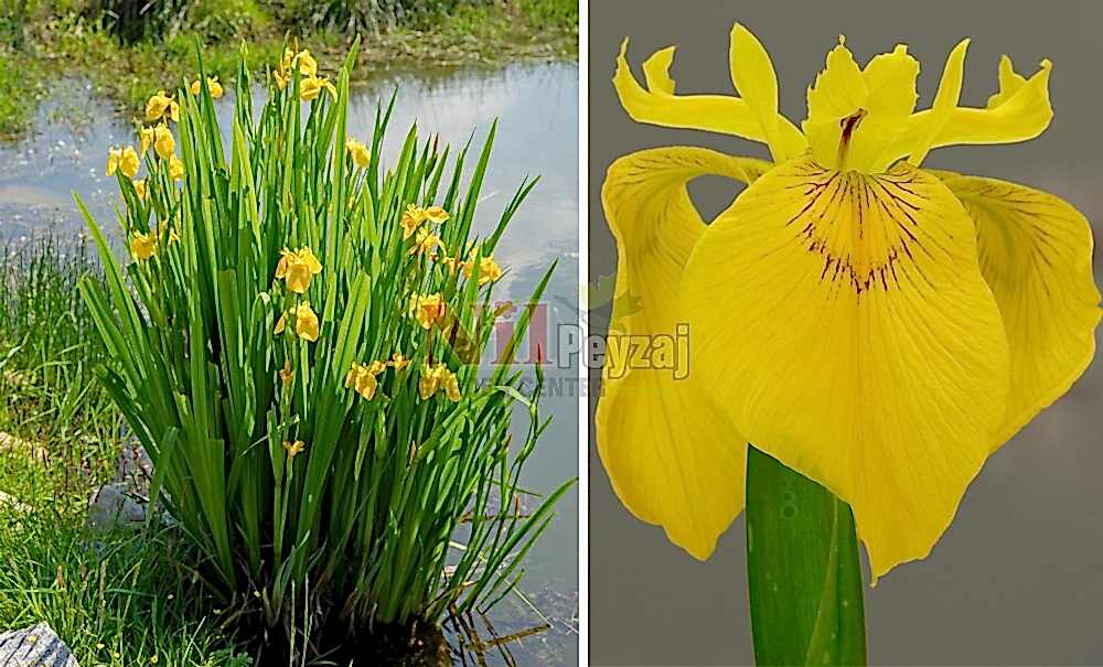 iris pseudacorus/Bataklık Süseni