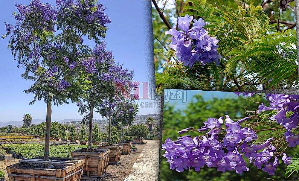 Jacaranda mimosifolia/Jakaranda