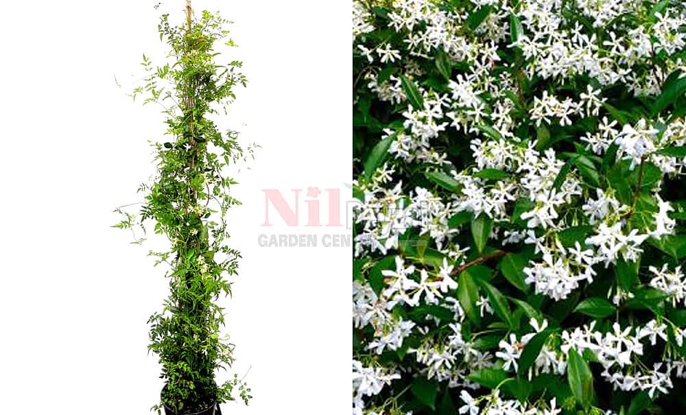 Jasminum azoricum