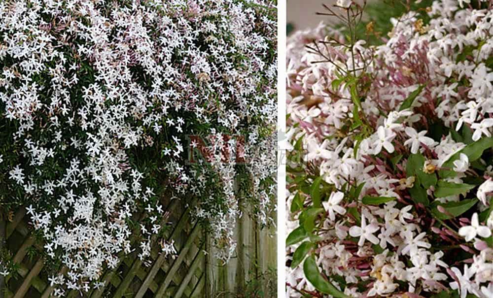 Jasminum grandiflorum/İspanyol Yasemini