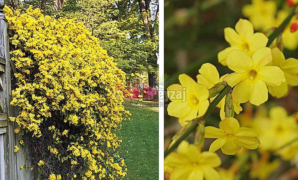 Jasminum nudiflorum/Sarı Yasemin