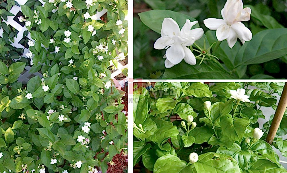 Jasminum sambac/Arap Yasemini, Ful Yasemin