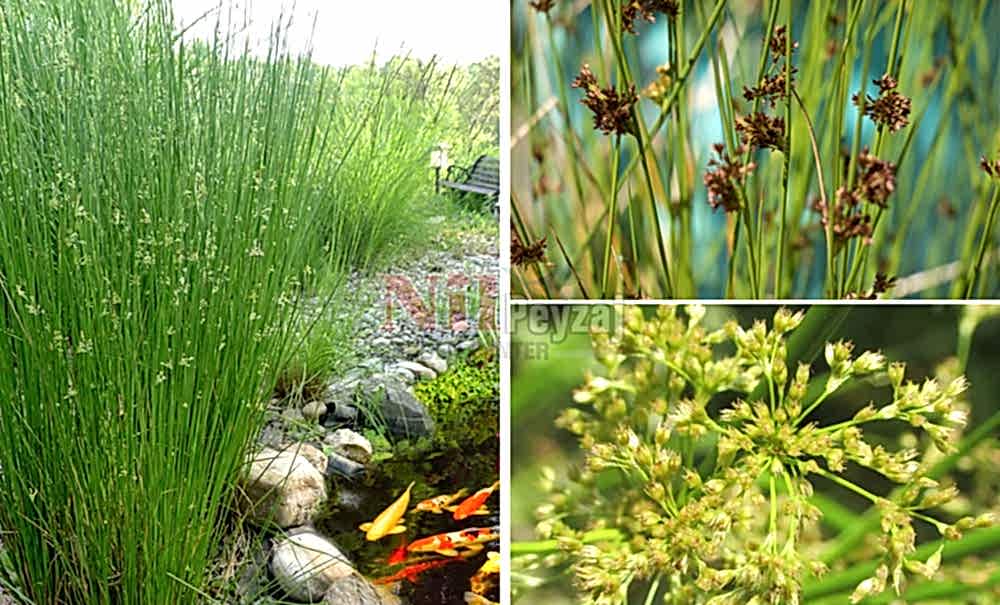 Juncus effusus/Kova