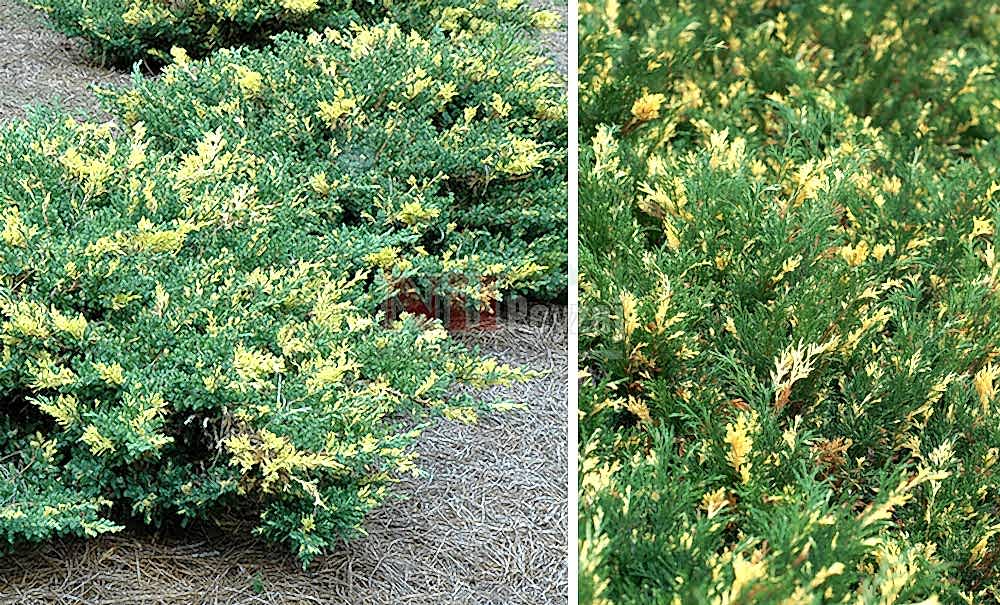 Juniperus horizontalis variegata/Alacalı Ardıç