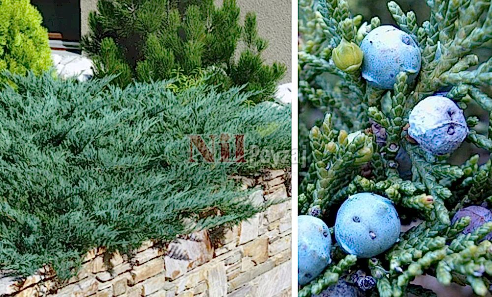 Juniperus sabina ‘Blue’/Sabin Ardıcı (Mavi)