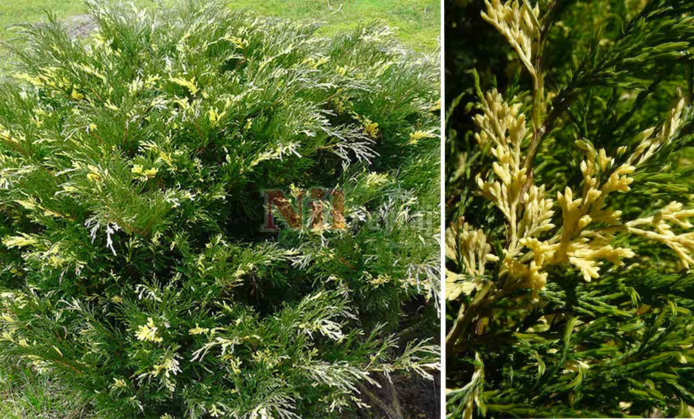 Juniperus sabina variegata/Sabin Ardıcı Alacalı