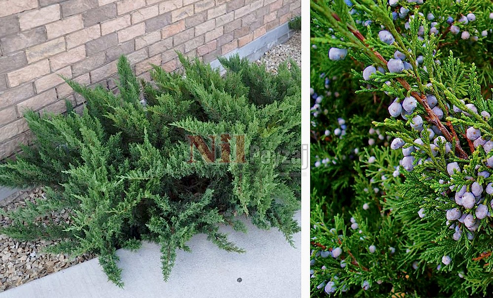 Juniperus sabina/Sabin Ardıcı