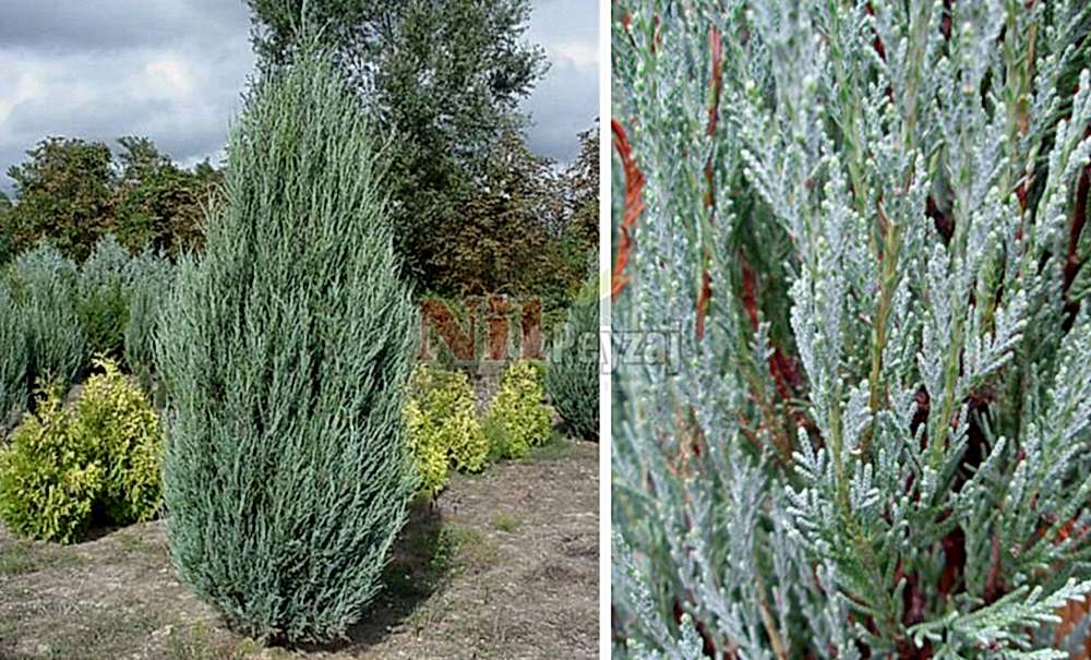 Juniperus virginiana ‘Skyrocket’