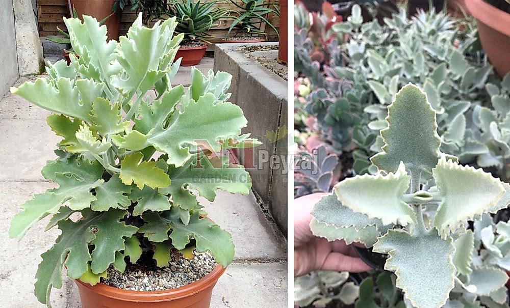 Kalanchoe beharensis/Kahverengi Kalanço