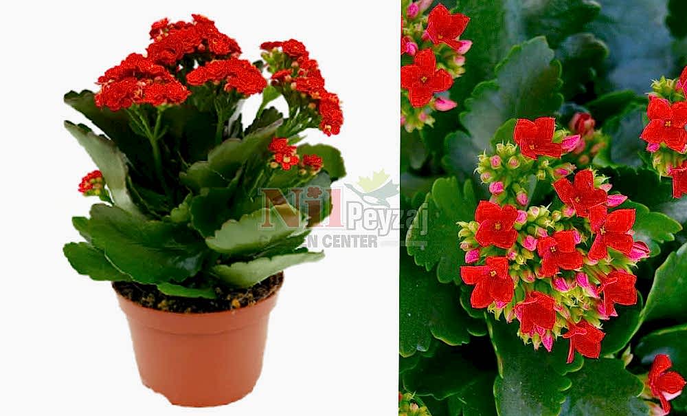 Kalanchoe blossfeldiana/Kalanşo