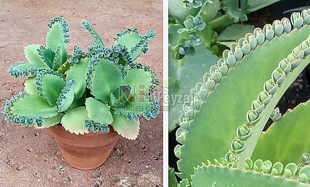 Kalanchoe daigremontiana/Aşkın Gözyaşları