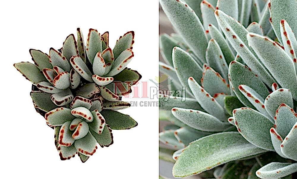 Kalanchoe Tomentosa