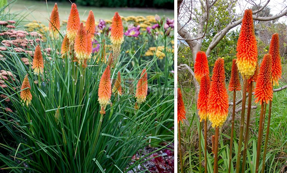 Kniphofia hibrit