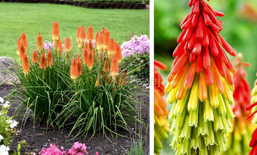 Kniphofia/Fener çiçeği