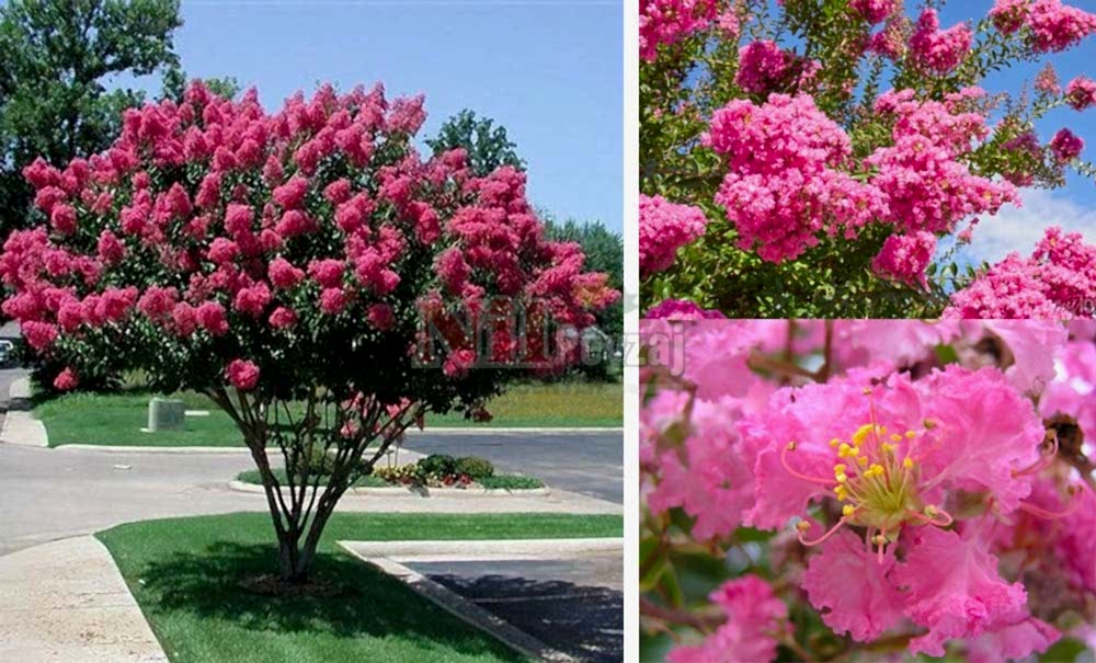 Lagerstroemia indica/Oya Ağacı