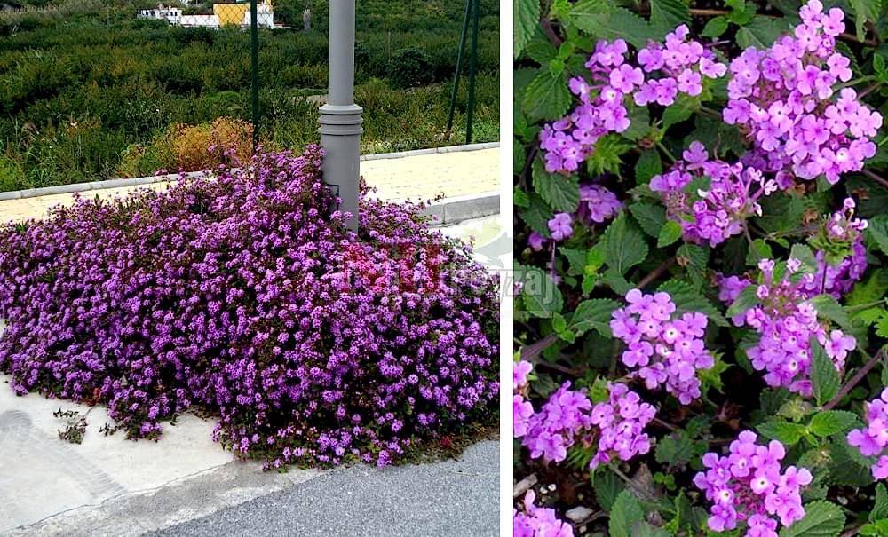 Lantana montevidensis/Yayılıcı Mine