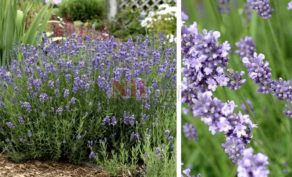 Lavandula angustifolia  ”Munstead”/Lavanta