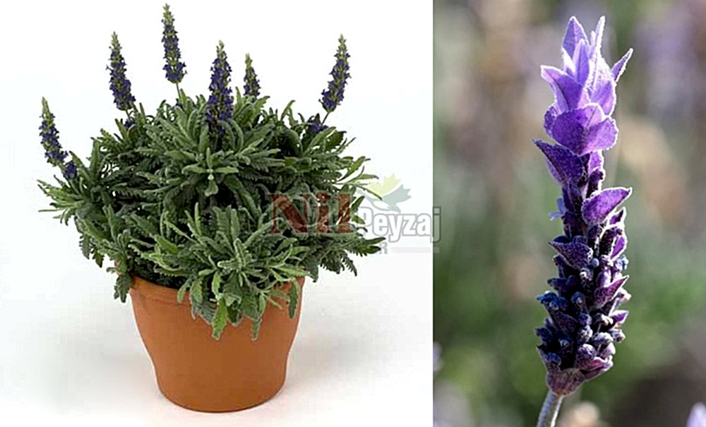 Lavandula dentata/Lavanta