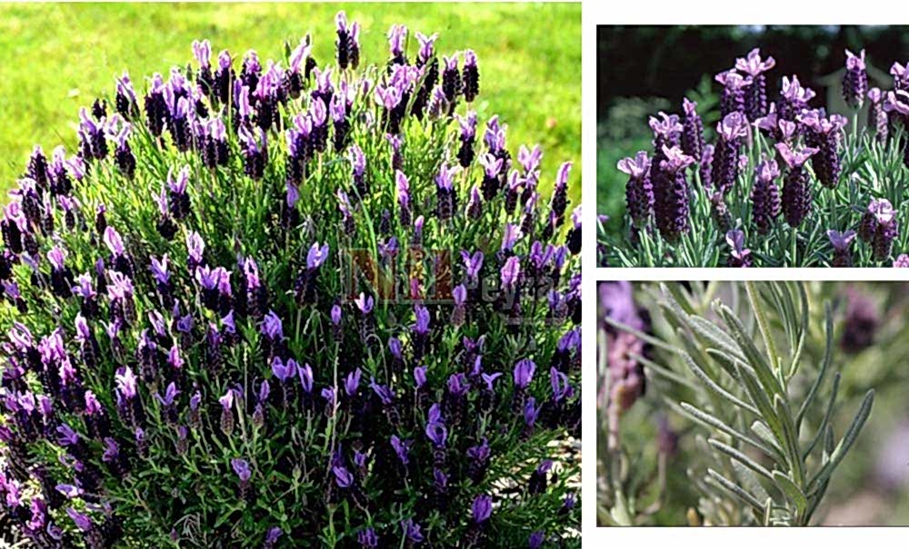 Lavandula stoechas/Karabaş Otu