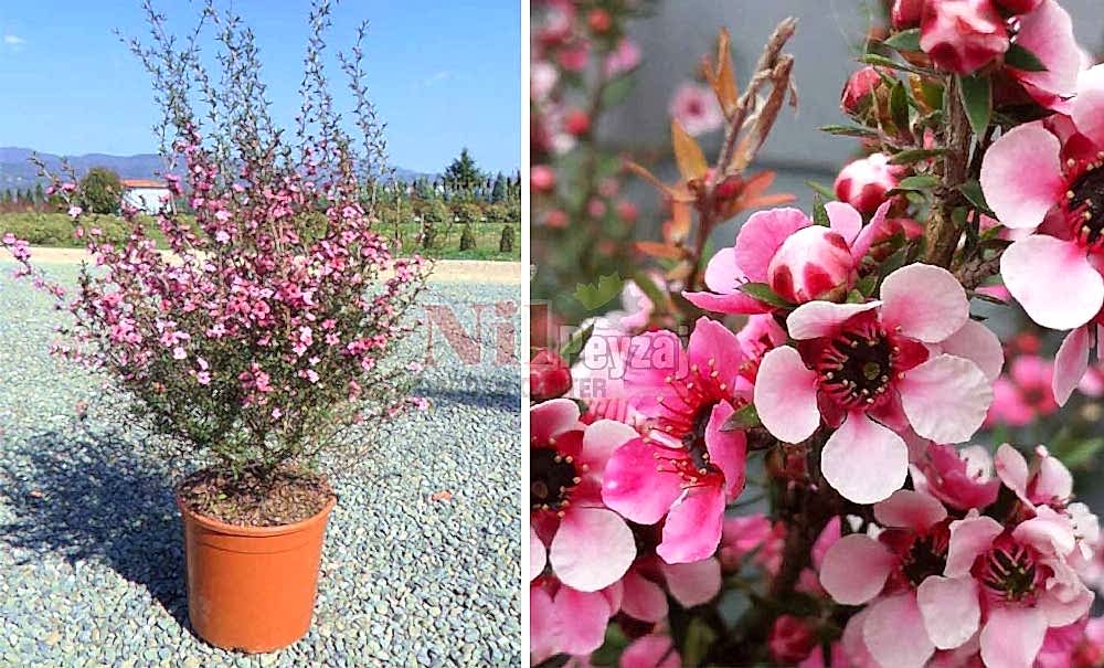 Leptospermum scoparium/Okyanus Mersini