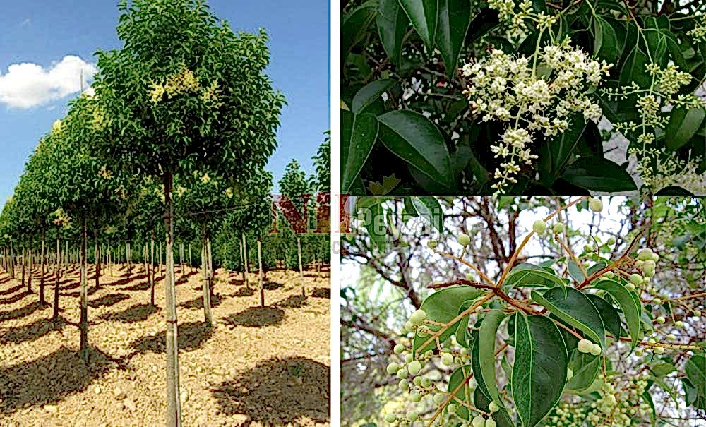 Ligustrum Japonica/Kurtbağrı (Tige)