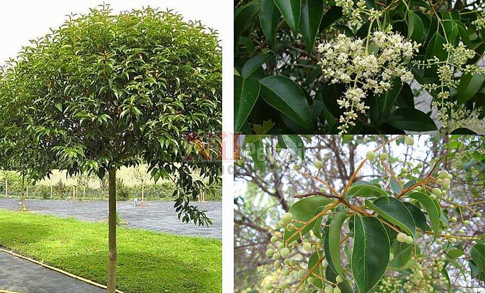 Ligustrum Japonica/Kurtbağrı