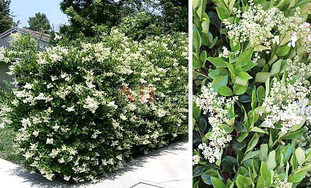 Ligustrum japonicum ‘Texanum’/Kurtbağrı