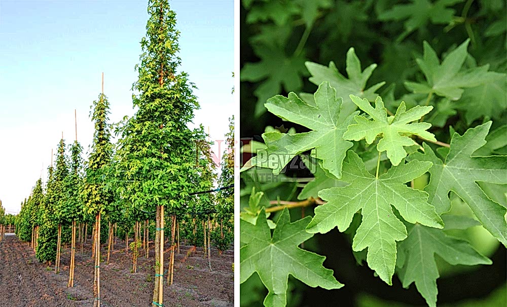 Liquidambar orientalis/Sığla Ağacı