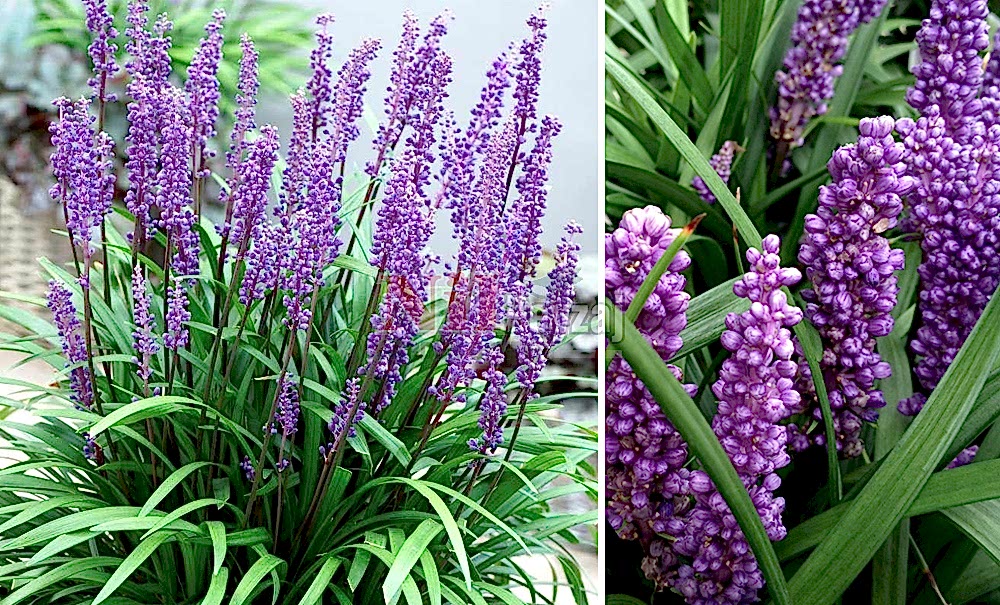 Liriope muscari/Çim Zambağı