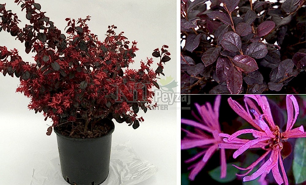 Loropetalum chinense black pearl/Loropetalum