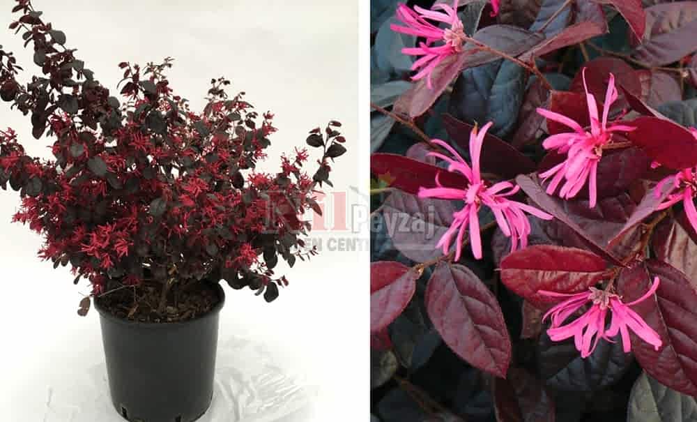 Loropetalum chinense ‘Fire Dance’