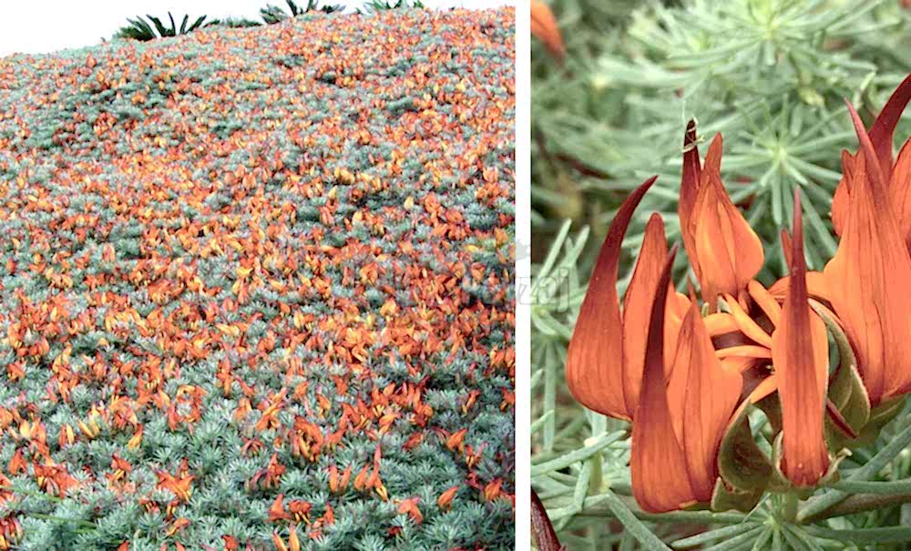 Lotus berthelotii/Papağan Gagası