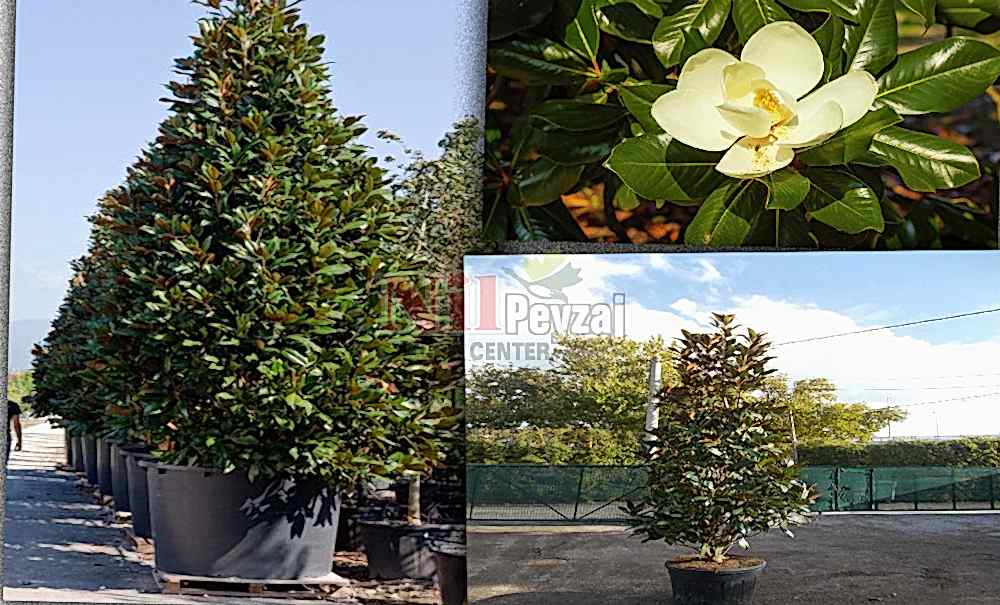 Magnolia grandiflora/Manolya